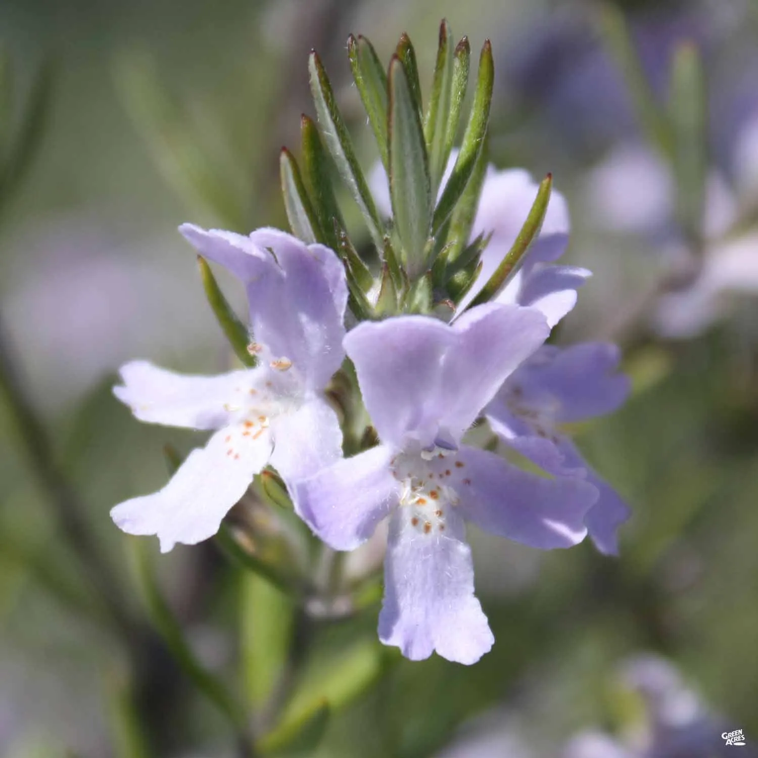 Coast Rosemary 'Wynyabbie Gem'