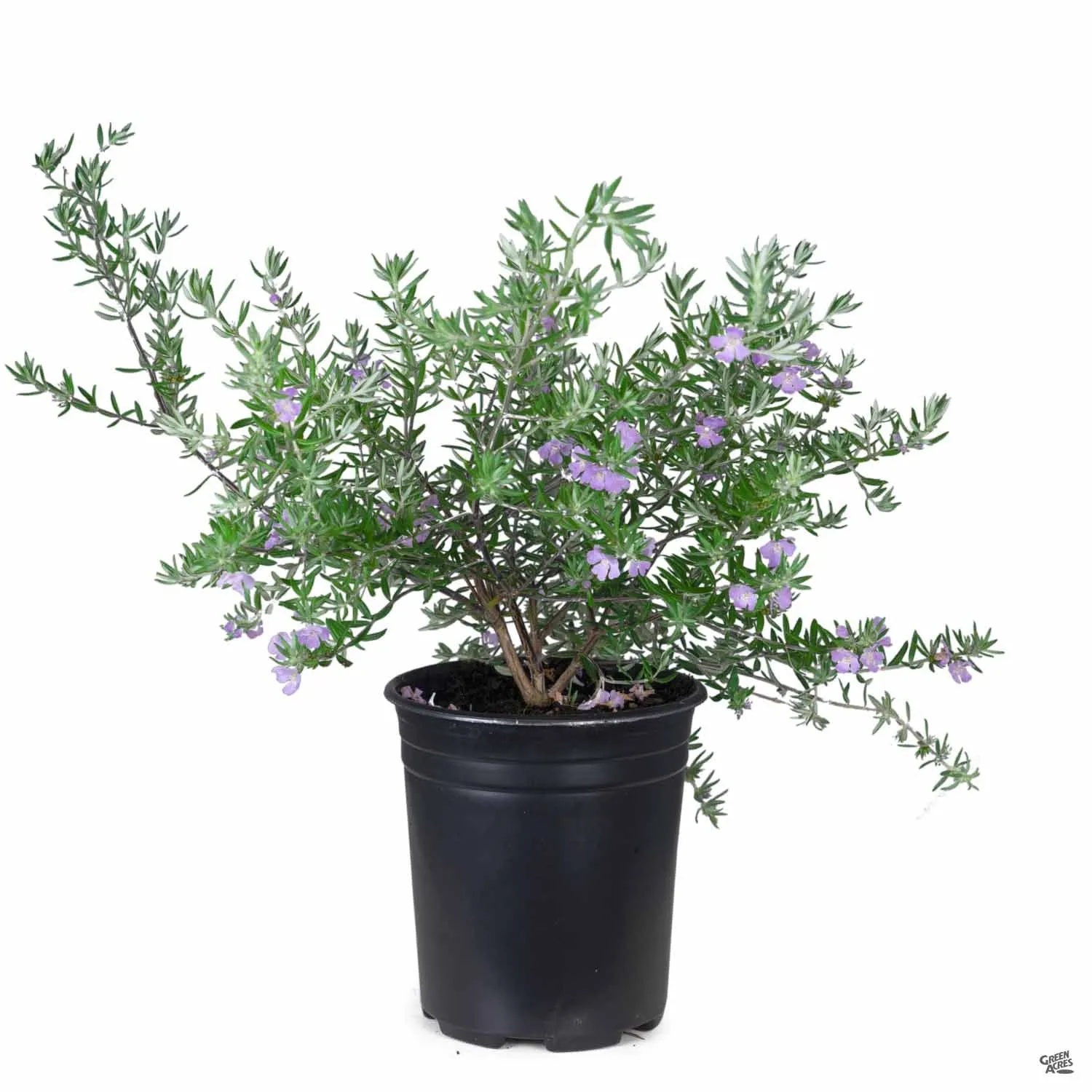 Coast Rosemary 'Wynyabbie Gem'