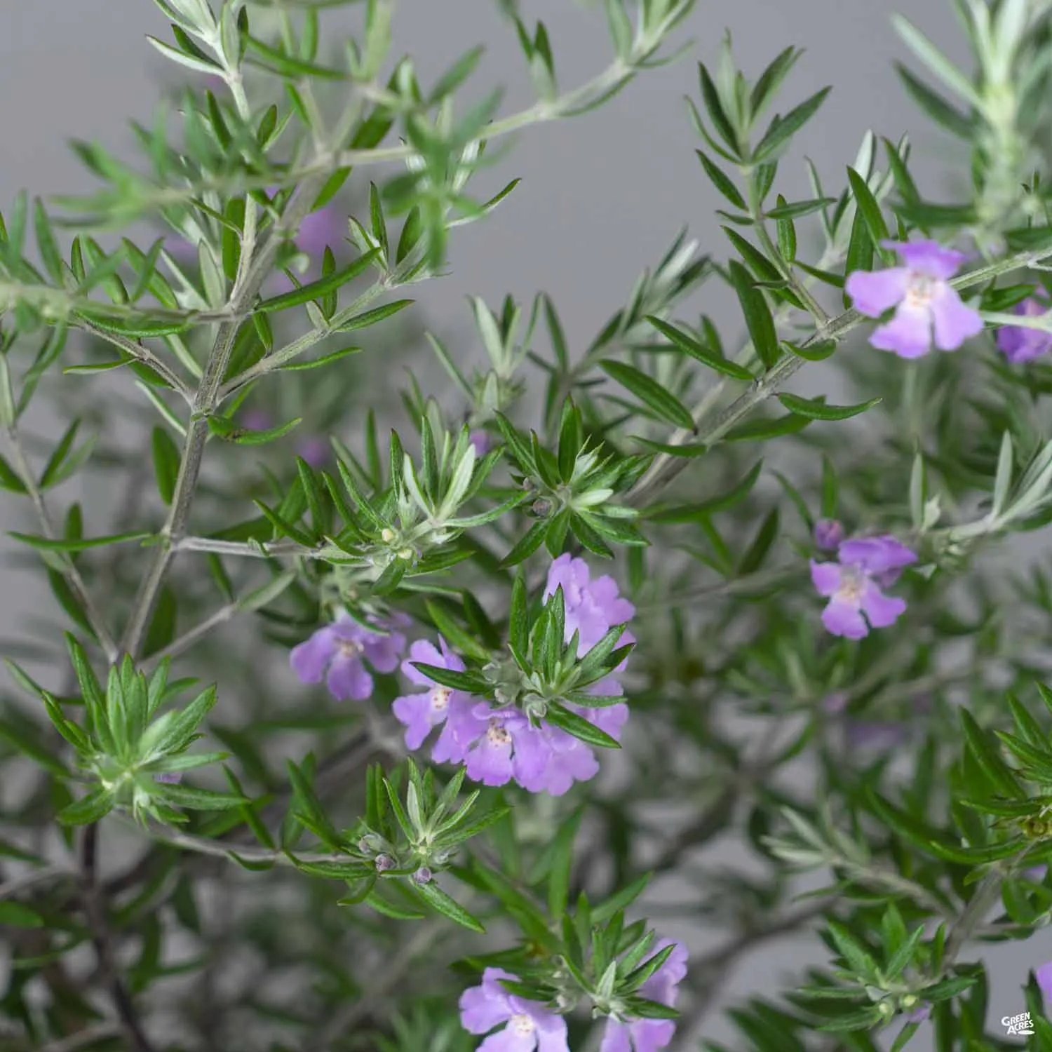 Coast Rosemary 'Wynyabbie Gem'